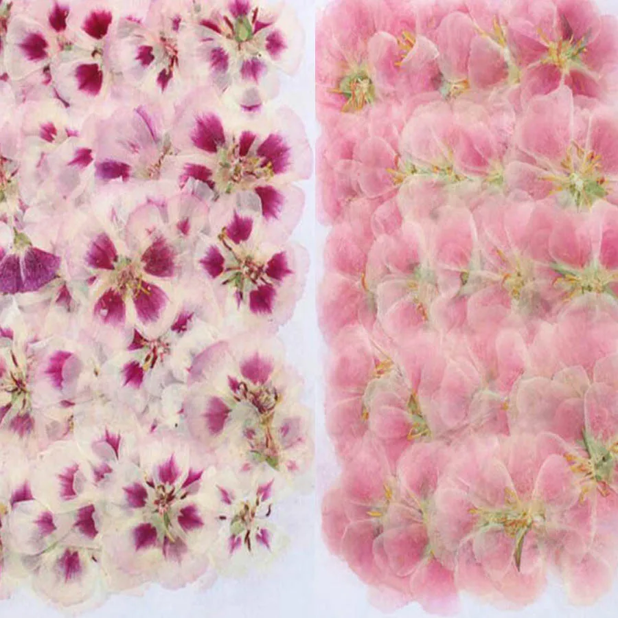 Dried Flower Bulk - Herbario de flores de Godetia para