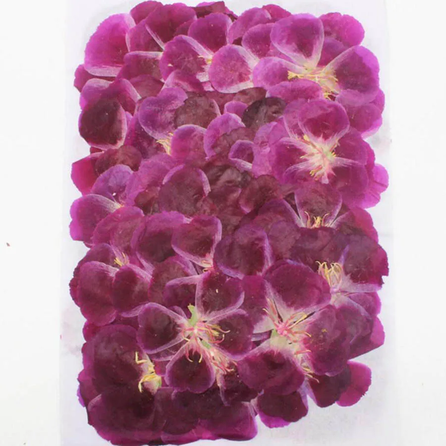 Herbario de flores de Godetia  - Dried Flower Bulk reseña y precio