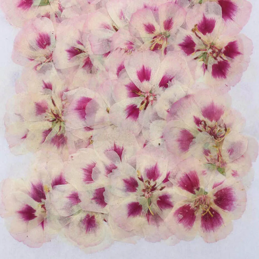 Herbario de flores de Godetia  - Dried Flower Bulk reseña y precio
