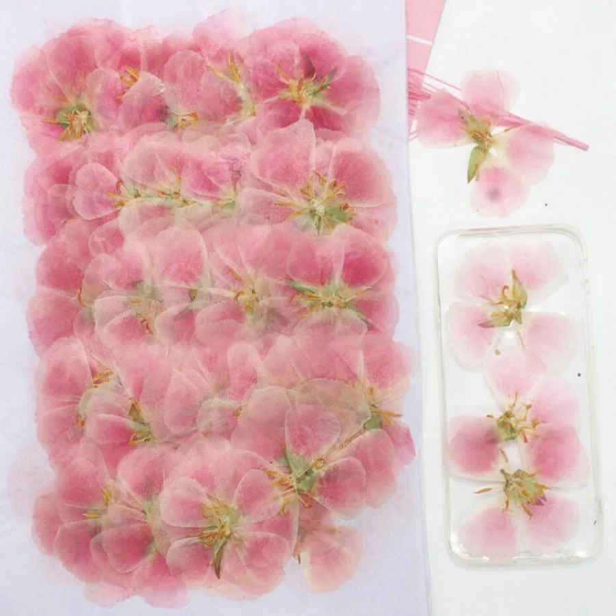 Herbario de flores de Godetia  - Dried Flower Bulk reseña y precio