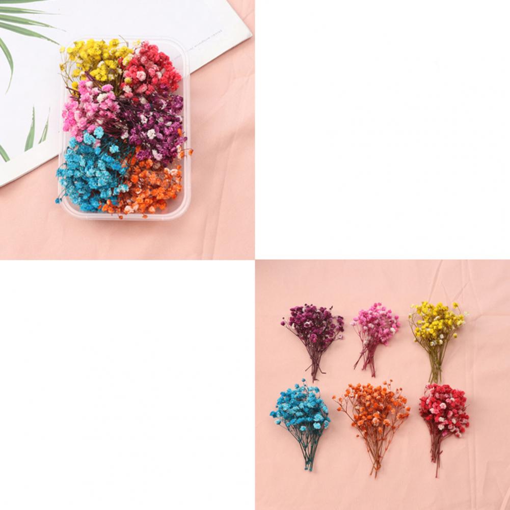 Kit de flores secas naturales  - Dried Flower Bulk reseña y precio